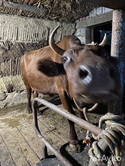 Корова дойная