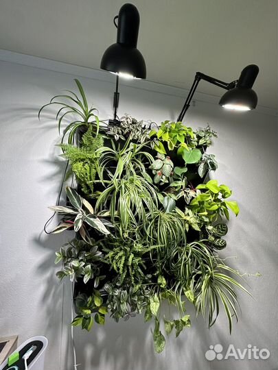 Фитостена, комнатные растения