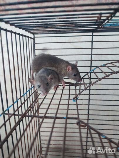 Крыса домашняя