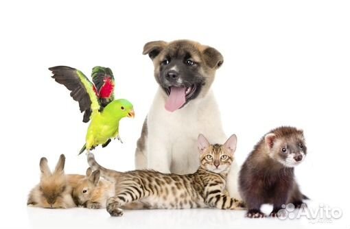 Передержка для животных