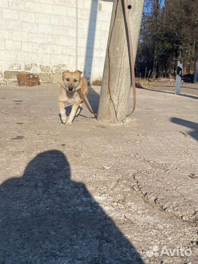 Собака в добрые руки