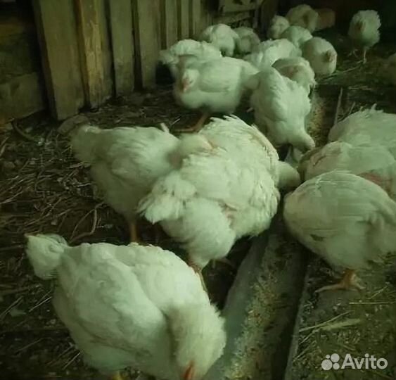 Бройлеры кобб 500