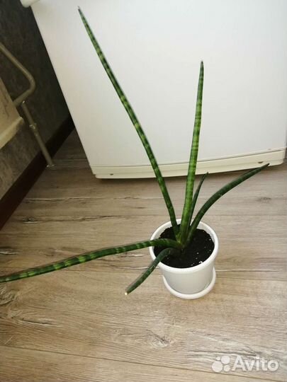 Диффенбахия пятнистая