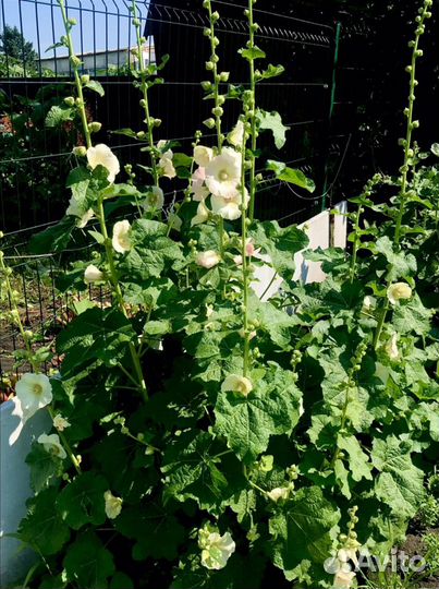 Мальва многолетняя и другие многолетники