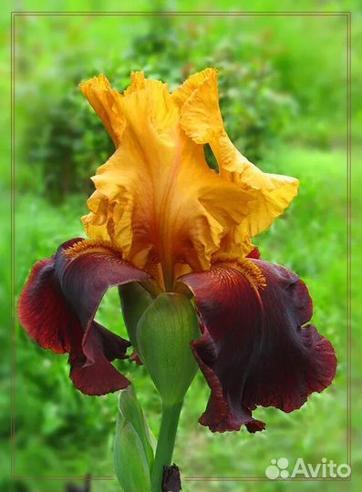 Ирисы делёнки (от 1 шт), садовый колокольчик