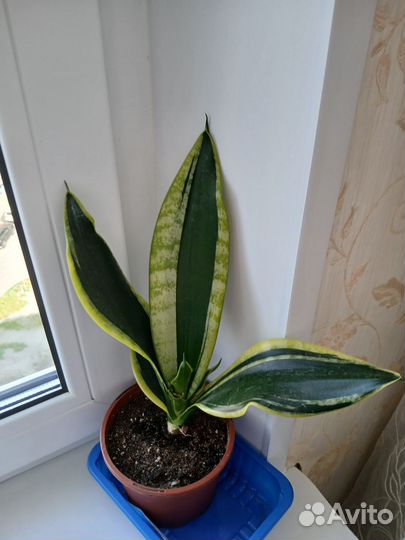 Сансевьерия 