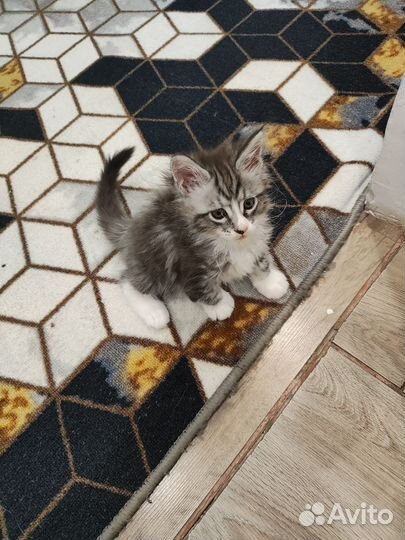 Котята мейн-кун