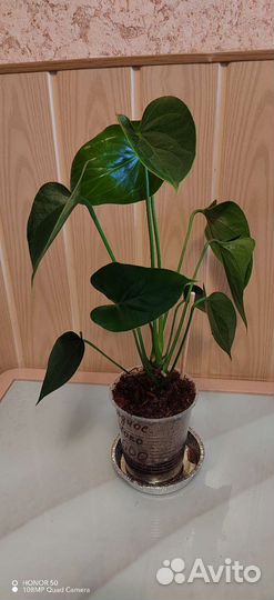 Антуриум Адиос Чоко