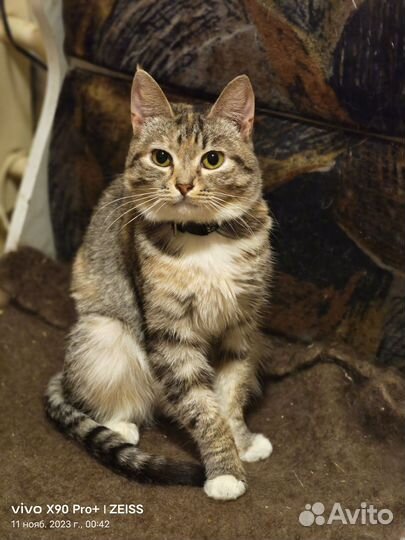 Кошечка Мася