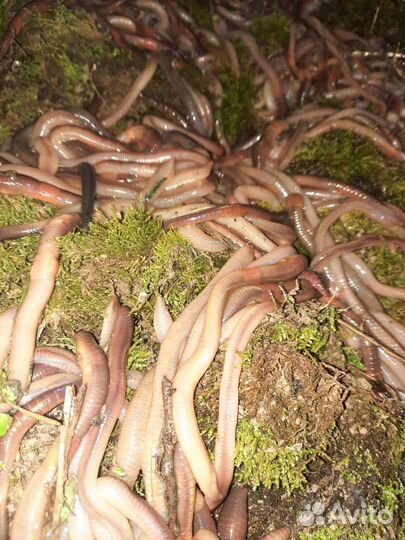 Выползки на крупную рыбу