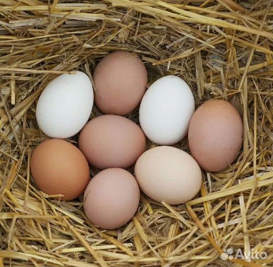 Домашние куриные яйца гусиные яйца