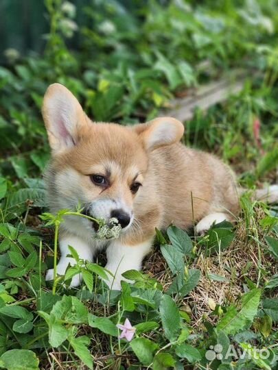 Вельш-корги пемброк щенки