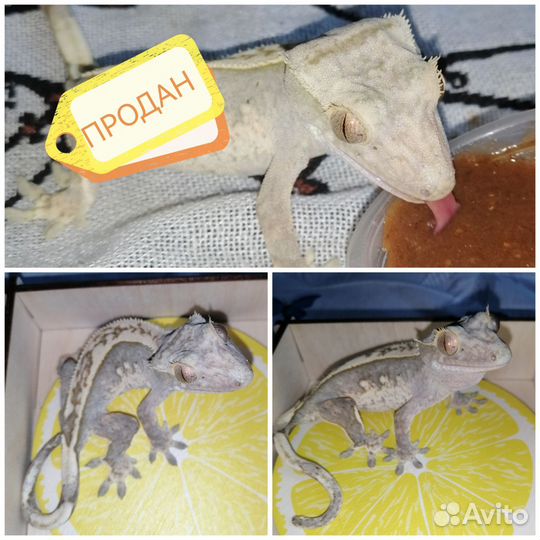 Реснитчатый бананоед
