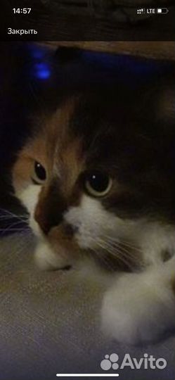 Кошечка в добрые руки