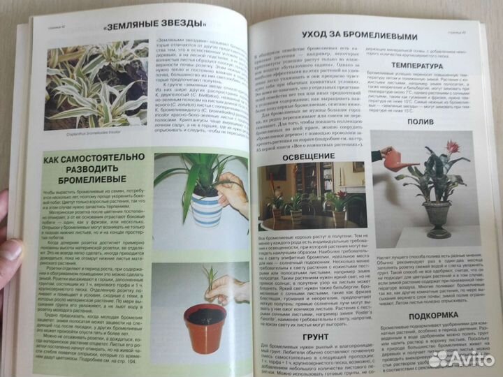 Хессайон Все о комнатных растениях