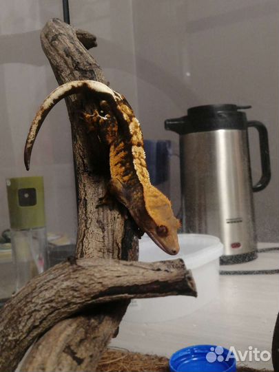 Передержка мелких животных