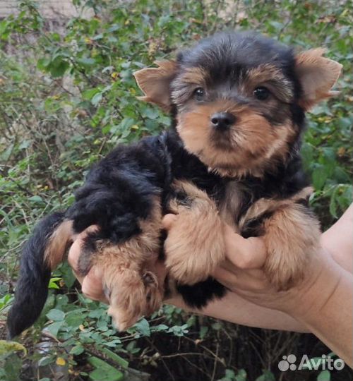Йоркширский терьер щенки