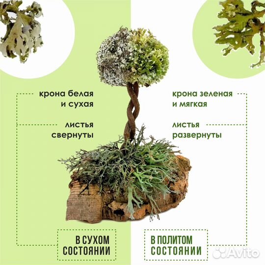 Комнатное дерево