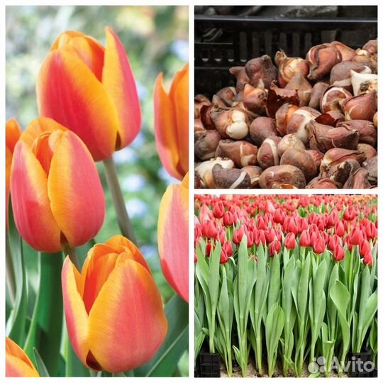 Луковицы тюльпанов оптом