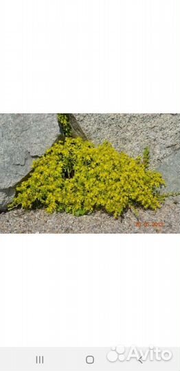 Очиток седум