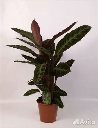 Стрелиция, Филодендрон Мамей, Калатея Варшевича