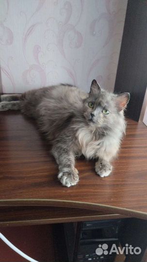 Кошка в дар