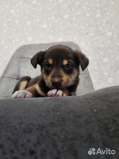 Щенок ищет дом