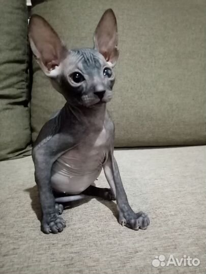 Сфинкс, котёнок