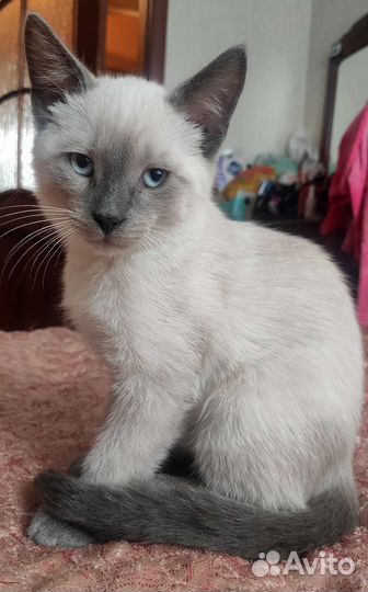 Котята сиамские