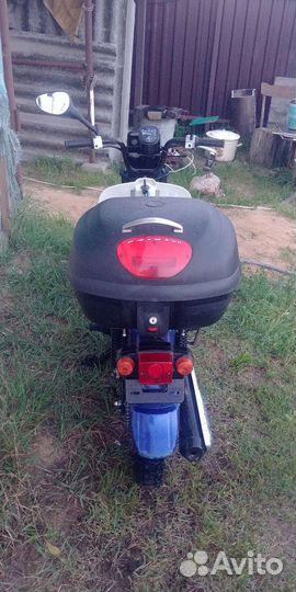 Suzuki birdie