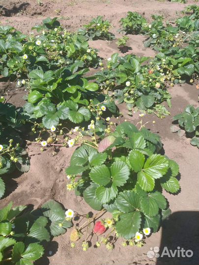 Остара клубника