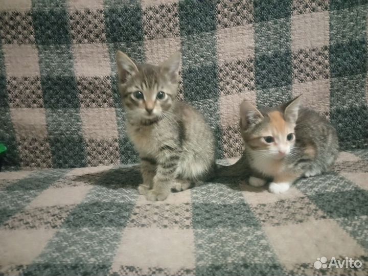 Котята в дар бесплатно