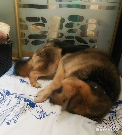 Домашняя собака в приюте Ищем дом