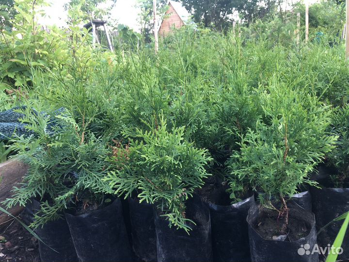 Саженцы хвойных растений, можжевельник, туя, пихта