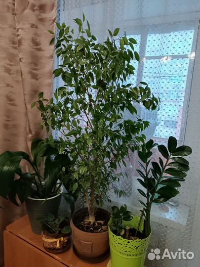 Бенджамина