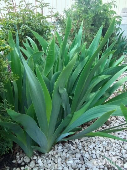 Ирис фиолетовый