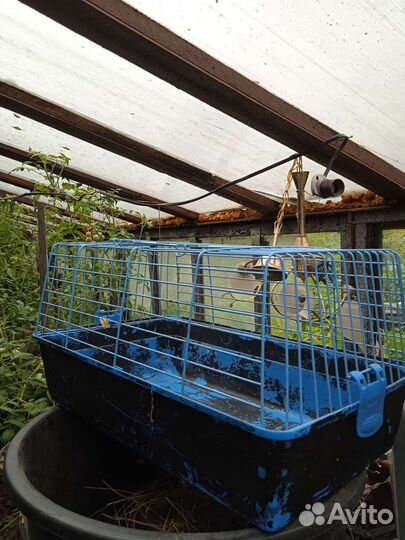 Клетка для грызунов бу