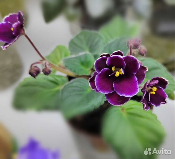 Фиалка (полумини)