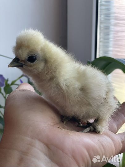 Китайские шелковые цыплята