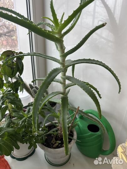 Алоэ лечебный комнатный