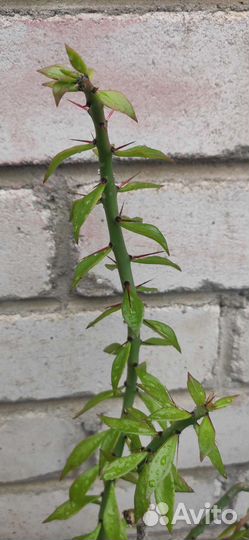 Перескиопсис Аустроцилиндропунция кактус