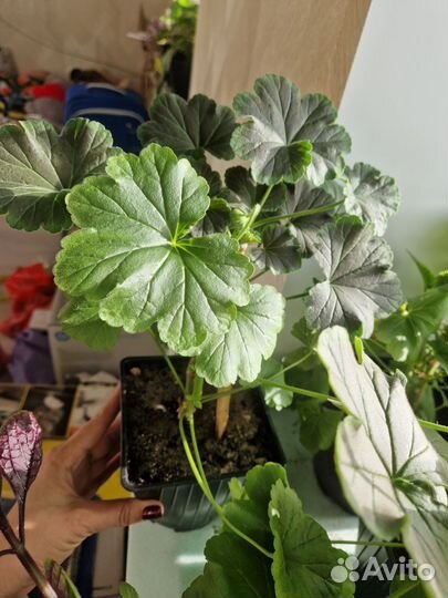 Пеларгония герань