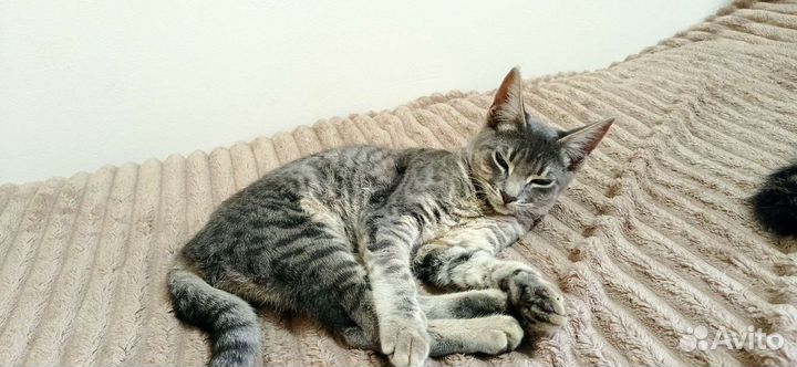 Найдена Кошка