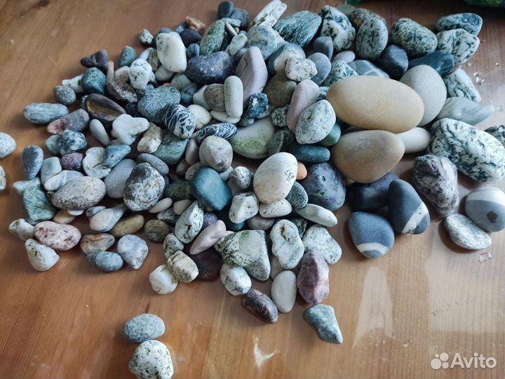 Водоросли и камушки