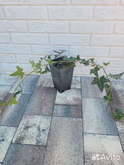 Плющ садовый