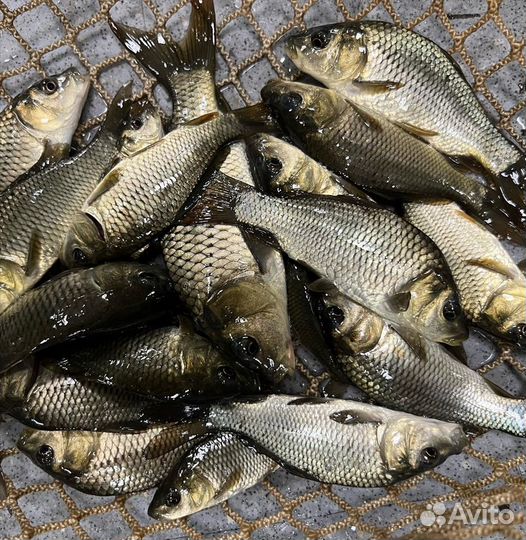 Рыба для пруда мальки