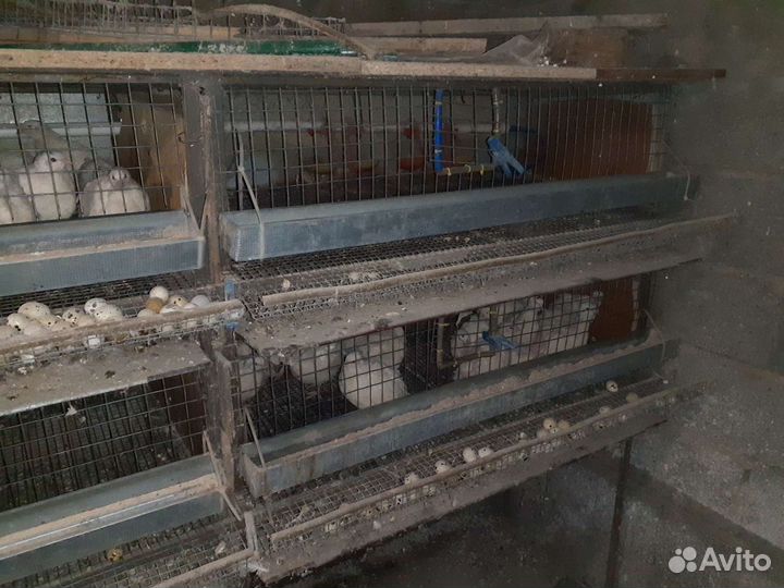 Клетка для перепелов