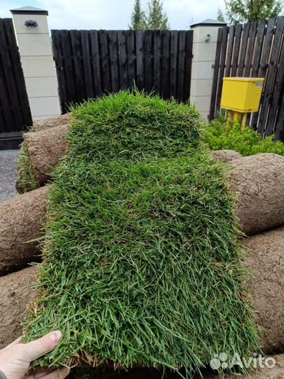 Газон рулонный Green Star
