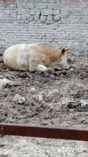 Быки на племя