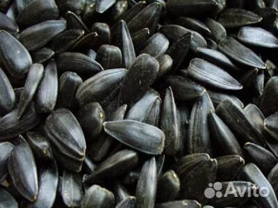 Семечки подсолнечника